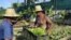 Dos campesinos cubanos trabajan en una parcela donde se siembran diferentes cultivos en canteros, a las afueras de La Habana.