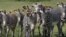  Una manada de cebras camina por la Pradera Africana del Zoológico Nacional de Cuba, en La Habana