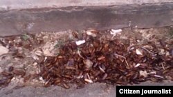 Reporta Cuba. Cucarachas en la bodega El País, San Antonio de los Baños, Artemisa. Foto: Bárbara Fernández.