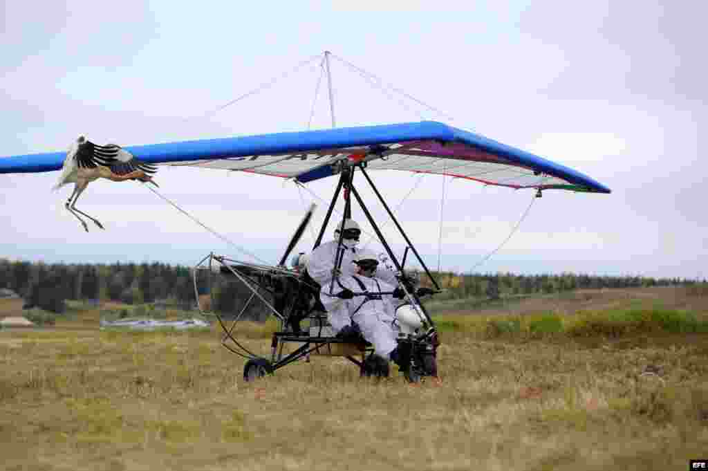 El presidente de Rusia Vladimir Putin (d) se transporta en un planeador manual junto a una cría de grulla el 5 de septiembre de 2012, cerca de la ciudad de Salekhard, en la región de Yamalo-Nenetsky (Rusia). EFE/Alexey Druginyn/RIA NOVOSTI/KREMLIN POOL/CR