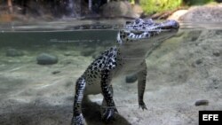 Un ejemplar de cocodrilo cubano (Crocodylus rhombifer). Los cocodrilos cubanos están considerados los más peligrosos de su especie y los más raros del mundo. EFE/Marius Becker
