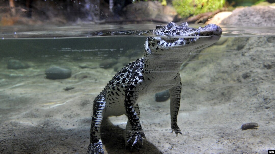 Un ejemplar de cocodrilo cubano (Crocodylus rhombifer). Los cocodrilos cubanos están considerados los más peligrosos de su especie y los más raros del mundo. EFE/Marius Becker