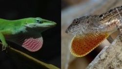 1800 Online con Joan Antoni Guerrero Vall