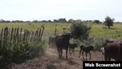 Una de las fincas mostradas en el reporte del NTV. 