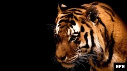El amor encorva la frente de los tigres. (José Martí)
