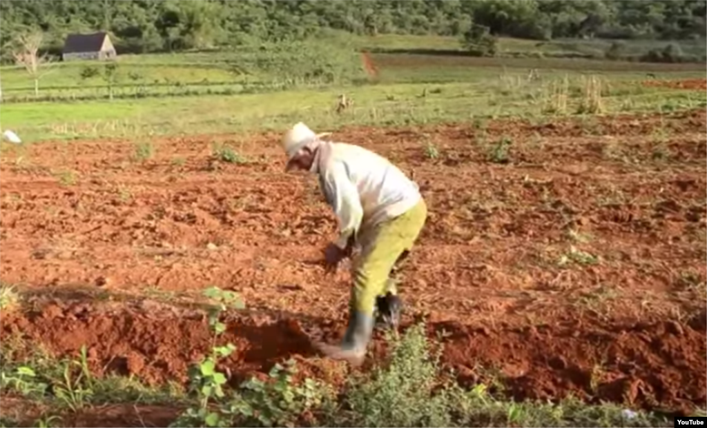 Reporta Cuba. Intensa sequía afecta a toda la isla.