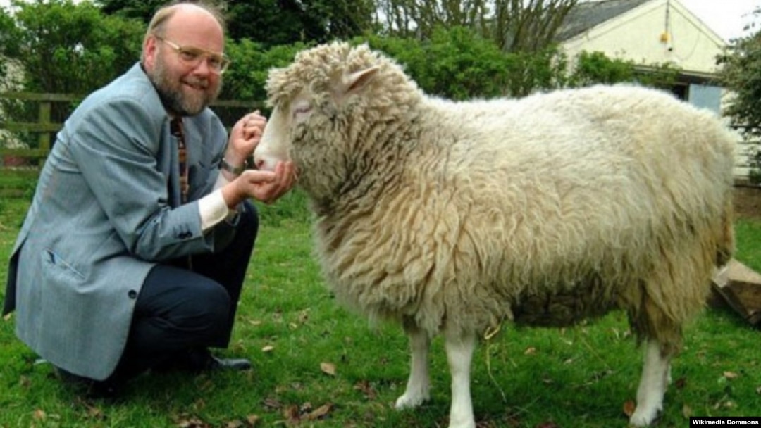 La oveja Dolly junto a su creador, Ian Wilmut.