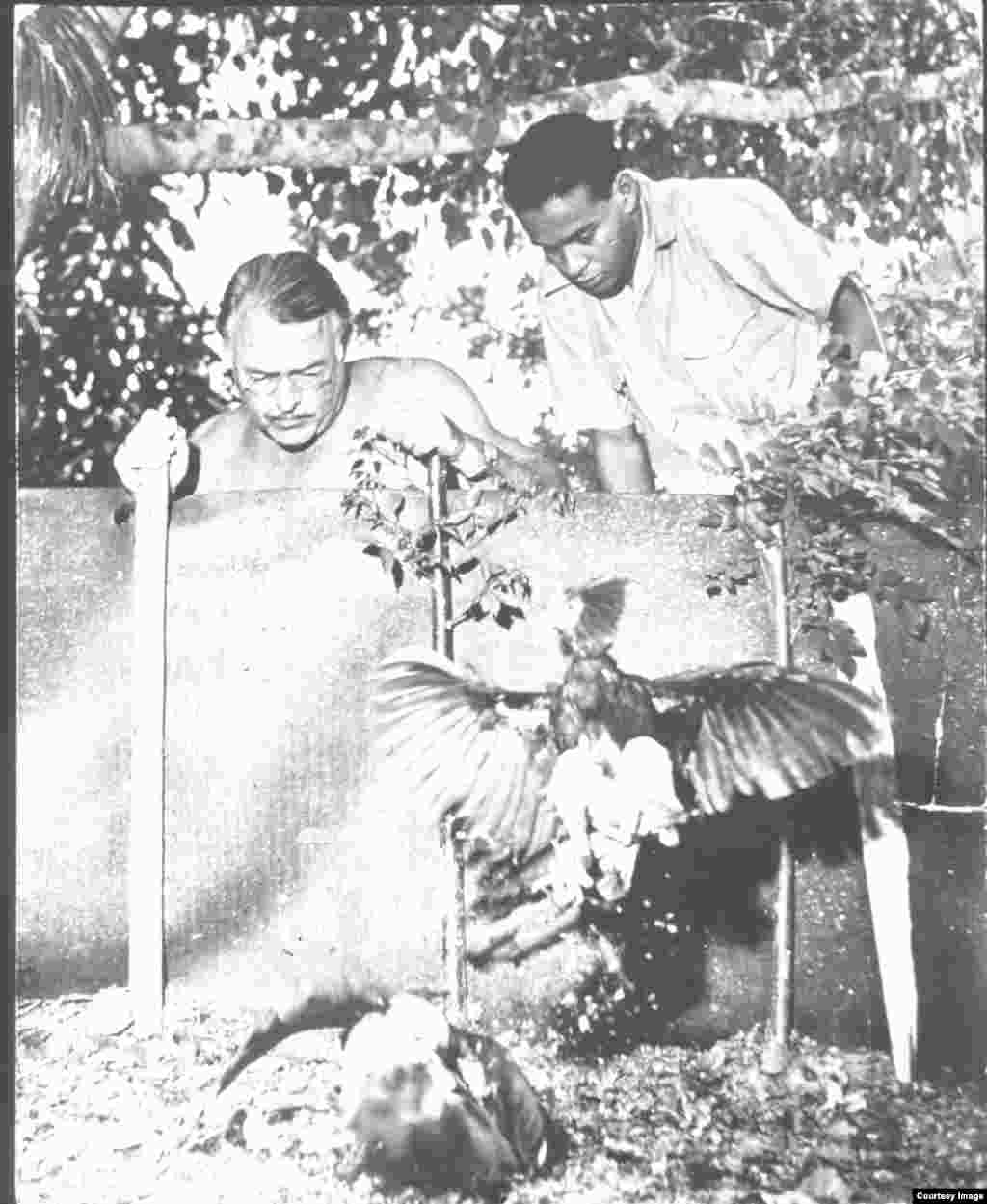 Hemingway y René durante una pelea de gallos en la Finca Vigía (c. 1947-1948).