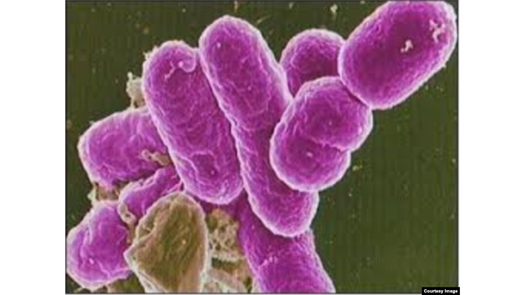 La bacteria se propaga fácil por alimentos y aguas contaminados.