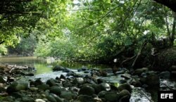 La selva del Darién, limítrofe con Colombia, es una de las partes más peligrosas de la travesía de los cubanos.por Centroamérica.