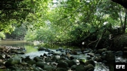 La selva del Darién, limítrofe con Colombia, es una de las partes más peligrosas de la travesía de los cubanos que huyen de Ecuador.