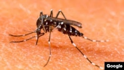 Los mosquitos contagian dengue y malaria a millones de personas en el mundo.