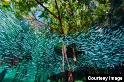 Biodiversidad en los areecifes coralinos de Cuba, otra de las mejores fotos de 2016 de National Geographic.