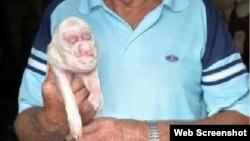 Reporta Cuba. Cerdo con malformación. Foto publicada por un forista en la sección comentarios de Facebook.