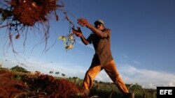 Campesinos trabajan cosechando malangas en la provincia de Artemisa.