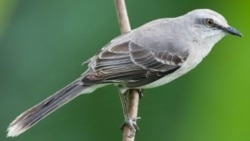 Entrevista a los pájaros