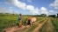 Un campesino en la provincia de Pinar del Río