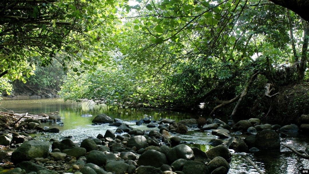 La selva del Darién, limítrofe con Colombia, una de las partes más peligrosas de la travesía de los cubanos que emigran desde Ecuador.