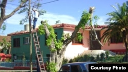 Poda de árboles en Cuba (Imagen de referencia)