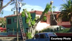 Poda de árboles en Cuba.