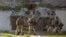 Tropas rusas ingresan a la fuerza a una base aérea ucraniana en Crimea.