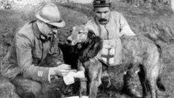 Perros suicidas