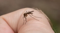 Crece preocupación por brote de dengue y hepatitis A en Cuba
