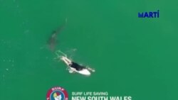 En este resumen semanal de Deportes 360 veremos como un surfista enfrenta a un tiburón en Australia