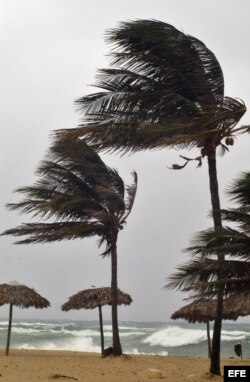 Unas palmeras son batidas fuertemente en el municipio costero Guanabo al este de La Habana.