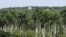 Vista de estructuras pertenecientes a una base militar cubana cerca de Bejucal, Cuba, 12 de junio de 2023. REUTERS/Dave Sherwood