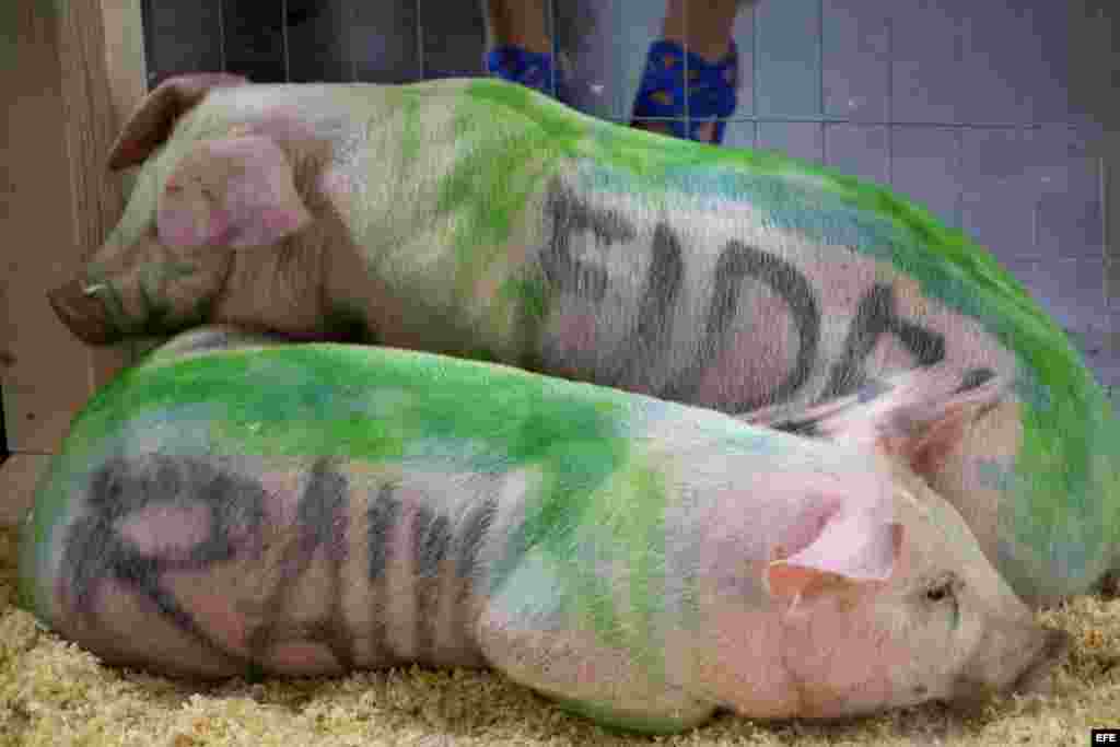 Dos cerdos con los nombres "Fidel" y "Raúl" descansan en la exposición del artista cubano Danilo Maldonado, conocido como "El Sexto", en la Market Galery en Miami (Estados Unidos) ayer, 25 de febrero de 2016.