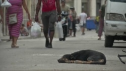 Info Martí | Mascotas abandonadas