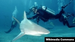 Un buceador bajo el agua junto a un tiburón de arrecife.