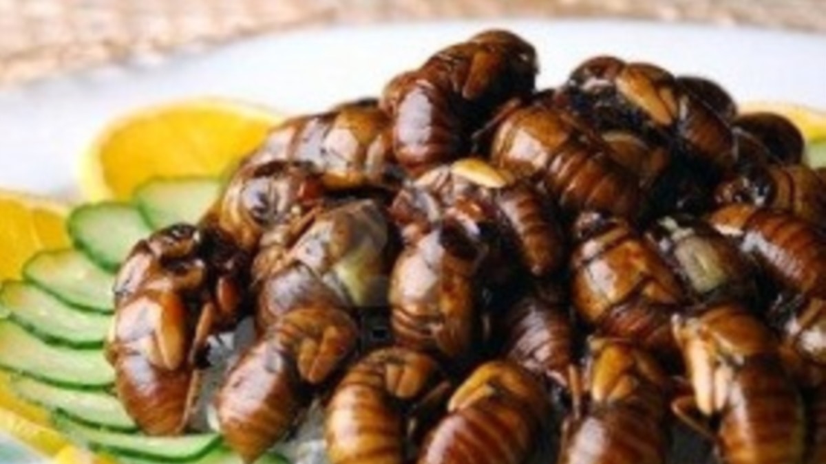 FAO insta a comer insectos para seguridad alimentaria