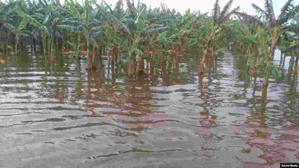Cultivos de plátano inundados en Ciego de Avila por las lluvias de "Alberto"