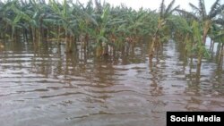 Cultivos de plátano inundados en Ciego de Avila por las lluvias de "Alberto".