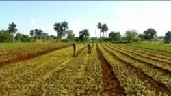 Cuba reconoce deficiencias en la entrega de tierras ociosas