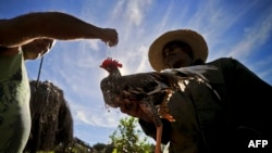 Un hombre prepara su gallo en una granja de La Habana.