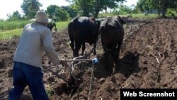 Campesino cubano arando con bueyes por falta de maquinaria