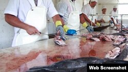 Reporta Cuba venta de pescado claria FotoCu