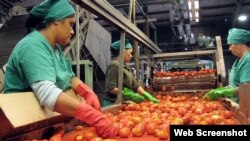 Campesinos disminuyen producción de tomate ante falta de atención del estado