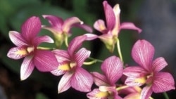 1800 Online con Yosvani Acanda