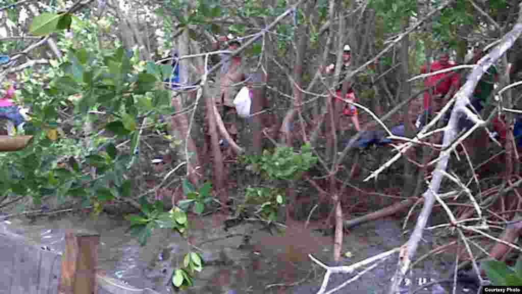 Manglar. zona cercana a Manzanillo de donde partieron los balseros.