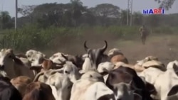 El peligro de ser ganadero en Venezuela