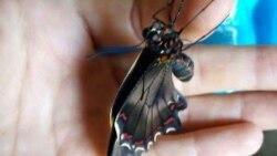 Las mariposas de Holguín