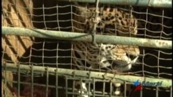 Crisis afecta a animales del zoológico en Venezuela