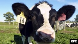 Científicos de Nueva Zelanda han creado genéticamente a la vaca Daisy. 