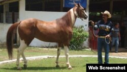 caballos, Cuba