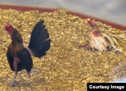 Peleas de gallos, maltrato animal denunciado por Inalkis Rodríguez. Foto: Cortesía de la entrevistada.