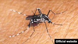 El Aedes albopictus o mosquito tigre asiático.